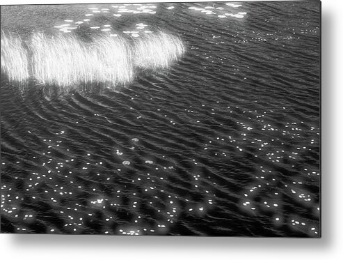 Black And White Metal Print featuring the photograph Grass and Water and Lilly Pads BW2 by Lyle Crump