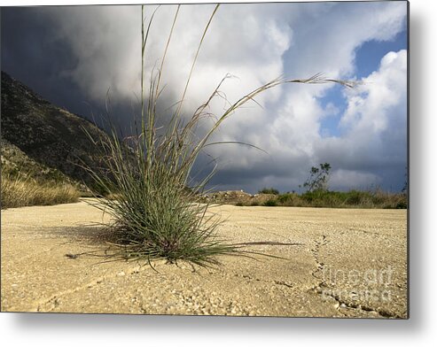 Grass Metal Print featuring the photograph Grass growing out of crack in tarmac by Perry Van Munster