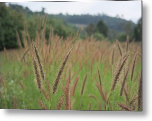 Thailand Metal Print featuring the photograph Grass by Ivan Franklin