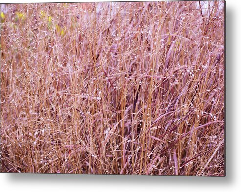 Grass Metal Print featuring the photograph Grasses on the High Line No. 1 by Sandy Taylor