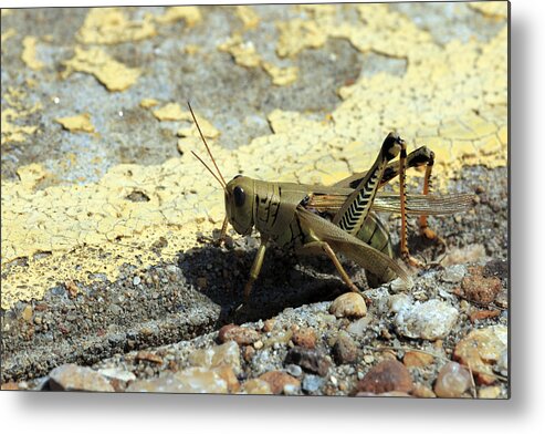 Grasshopper Metal Print featuring the photograph Grasshopper Laying Eggs by Travis Rogers