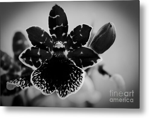 Orchid Metal Print featuring the photograph Grateful by Sharon Mau