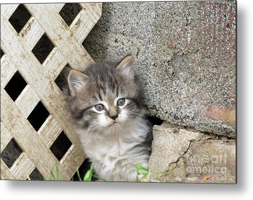 Kittens Metal Print featuring the painting Gray and White Kitten by Reb Frost