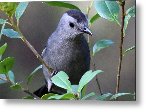 Bird Metal Print featuring the photograph Gray Catbird by DB Hayes