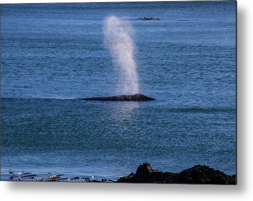 Gray Metal Print featuring the photograph Gray Whale Breathing by Garry Gay