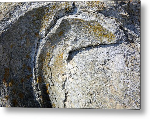 Gray Whale Metal Print featuring the photograph Gray Whale Skull by Robin Street-Morris