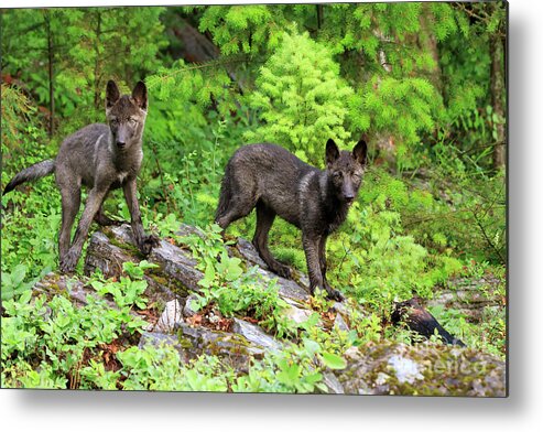 Gray Wolf Metal Print featuring the photograph Gray wolf pups by Louise Heusinkveld