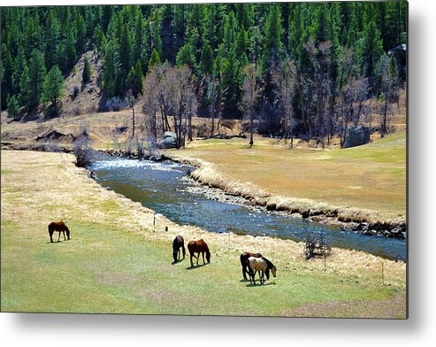 Colorado Metal Print featuring the mixed media Grazing by Angelina Tamez
