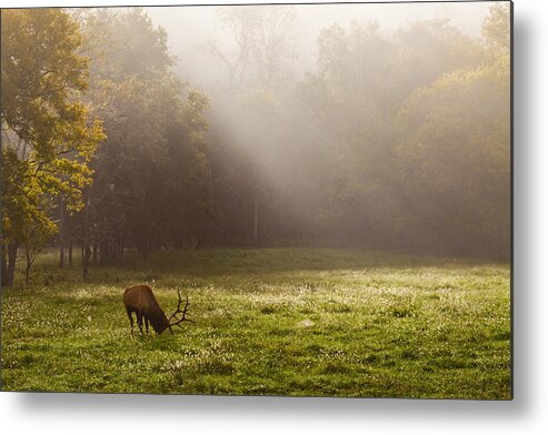 Bull Elk Metal Print featuring the photograph Grazing Bull Elk at Sunrise by Michael Dougherty