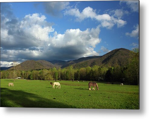 Cades Cove Metal Print featuring the photograph Grazing In Cades Cove by Michael Eingle