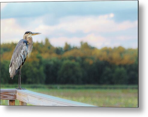 Concord Metal Print featuring the photograph Great Blue Great View Great Meadows by Sylvia J Zarco