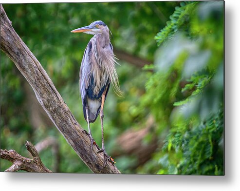 Port Dover Metal Print featuring the photograph Great Blue Heron 2 by Gary Hall