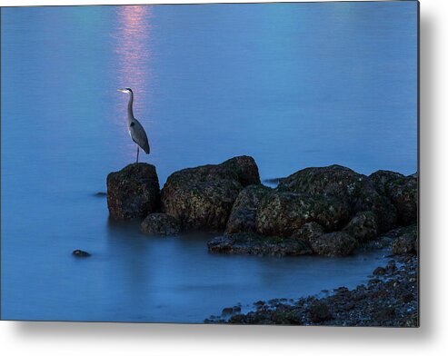 Herons Metal Print featuring the photograph Great Blue Heron at English Bay by Michael Russell