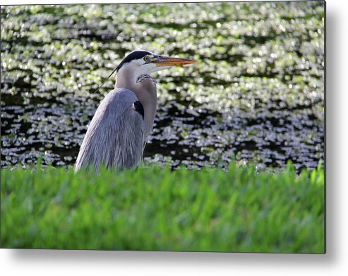 Great Blue Heron Metal Print featuring the photograph Great Blue Heron in Deep Thought by Karen Mastenbrook Cameron