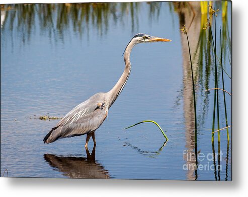 Blue Metal Print featuring the photograph Great Blue Heron by Les Greenwood