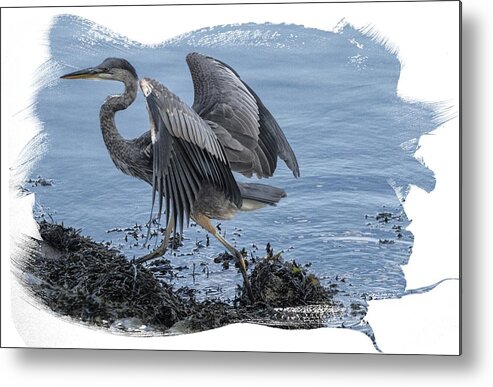 Great Blue Heron Metal Print featuring the photograph Great Blue Heron on Cape Cod Canal 1 by Constantine Gregory