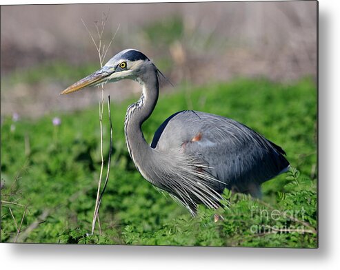 Animals Metal Print featuring the photograph Great Blue Heron by Wingsdomain Art and Photography