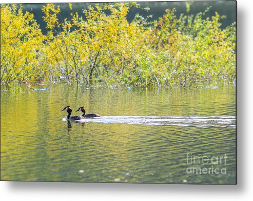 Animalia Metal Print featuring the photograph Great Crested Grebe by Jivko Nakev