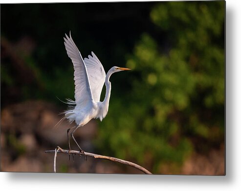 Great Egret (ardea Alba) Metal Print featuring the photograph Great Egret 3172 by Jeff Phillippi