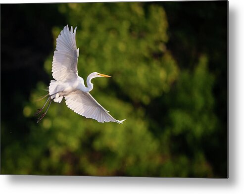 Great Egret (ardea Alba) Metal Print featuring the photograph Great Egret 3175 by Jeff Phillippi