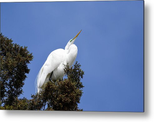 Birds Metal Print featuring the photograph Great Egret by Gary Wightman