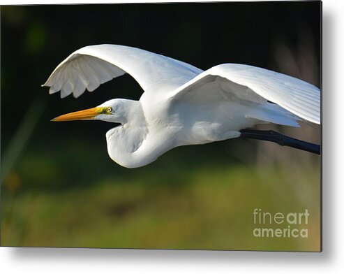 Great White Egret Metal Print featuring the photograph Great Egret In Flight by Julie Adair