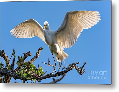 Egrets Metal Print featuring the photograph Perfect Landing by DB Hayes