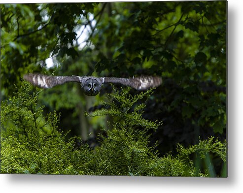 Great Grey Owl Metal Print featuring the photograph Great Grey Owl in Flight by Andy Myatt