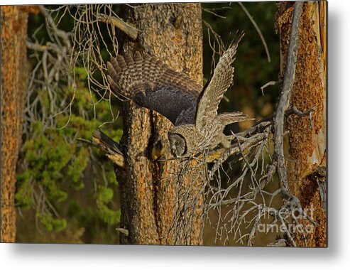 Owl Metal Print featuring the photograph Great Grey Owl In Flight-Signed-#4143 by J L Woody Wooden