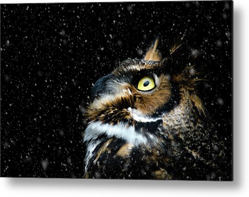 Great Horned Owl Metal Print featuring the photograph Great Horned Owl in the Snow by Tracy Munson