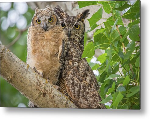 California Metal Print featuring the photograph Great Horned Owl Mom and Chick by Marc Crumpler