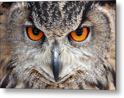 Great Horned Owl Metal Print featuring the photograph Great horned Owl by Pierre Leclerc Photography