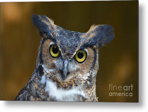 Owl Metal Print featuring the photograph Great Horned Owl Portrait by Kathy Baccari
