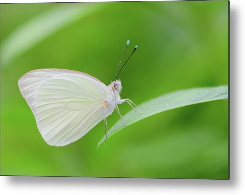 Butterfly Metal Print featuring the photograph Great Southern White Butterfly by Artful Imagery