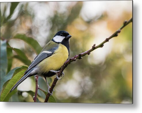 Nature Metal Print featuring the photograph Great Tit by Wendy Cooper