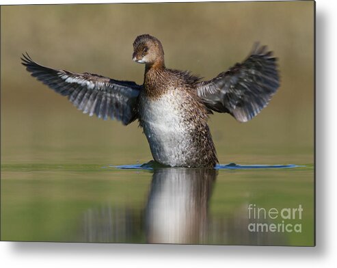 Grebe Metal Print featuring the photograph Grebe flap by Bryan Keil
