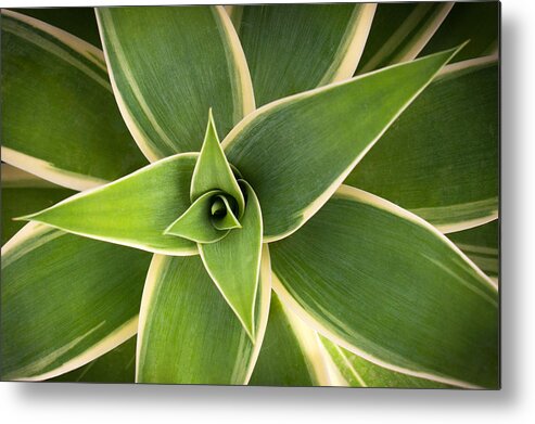 Aloe Metal Print featuring the photograph Green Agave by Catherine Lau