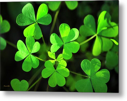 Clover Metal Print featuring the photograph Green Clover by Christina Rollo
