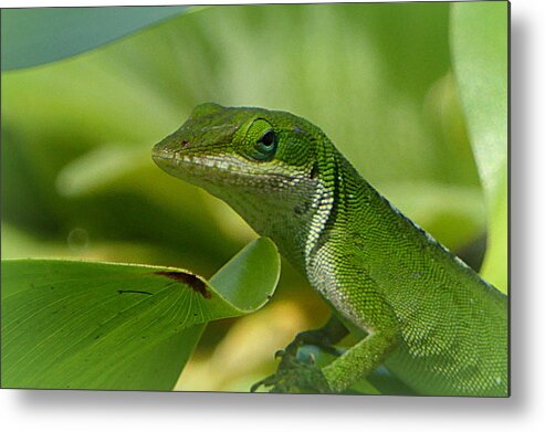 Gecko Metal Print featuring the photograph Green Gecko on Green Leaves by Lori Seaman