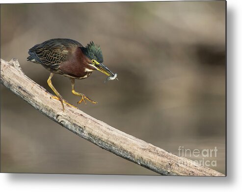 Heron Metal Print featuring the photograph Green Heron with fish by Bryan Keil