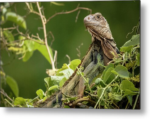 Colombia Metal Print featuring the photograph Green Iguana Panaca Quimbaya Colombia by Adam Rainoff