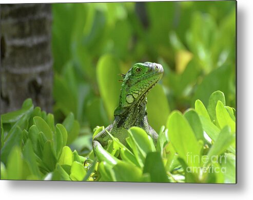 Iguana Metal Print featuring the photograph Green Iguana Peaking Out of a Shrub by DejaVu Designs