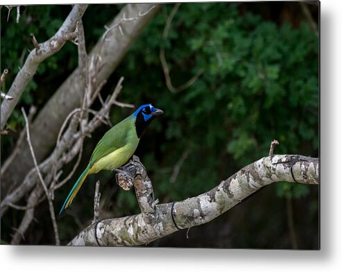 Green Jay Metal Print featuring the photograph Green Jay by Debra Martz