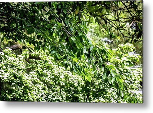 Leaves Metal Print featuring the digital art Green Leaves by Ed Stines