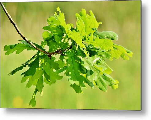 Close Up; Fresh; Green; Oak; Leaves; Sunlight; Spring; Flora; Floral; Oak Tree; Background; Decorative; Nature; Metal Print featuring the photograph green Oak leaves by Werner Lehmann