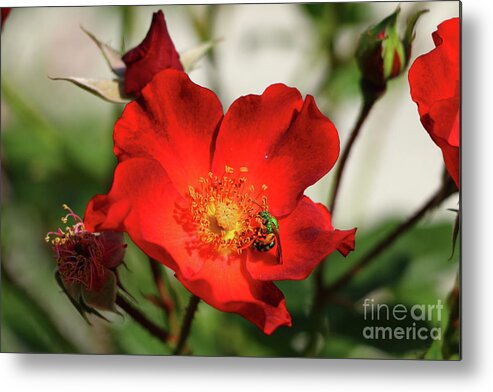 Red Rose Metal Print featuring the photograph Green On Red by Christiane Schulze Art And Photography