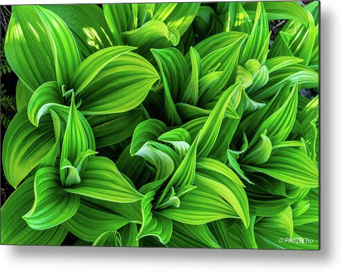 Nature Metal Print featuring the photograph Green plant by Philip Cho