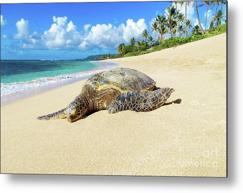 North Shore Metal Print featuring the photograph Green Sea Turtle Hawaii by Hans- Juergen Leschmann