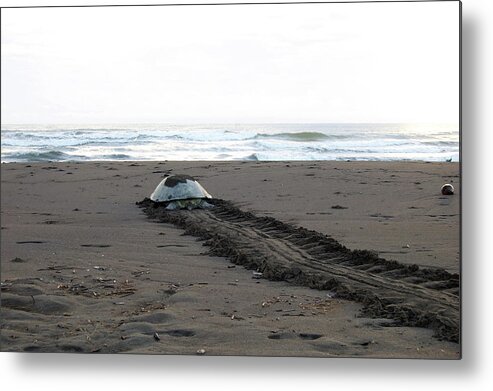 Green Sea Turtle Metal Print featuring the photograph Green Sea Turtle returning to sea by Breck Bartholomew