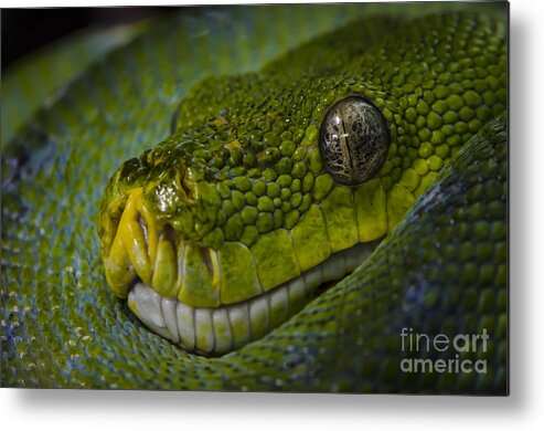 Green Snake Metal Print featuring the photograph Green Snake by Andrea Silies